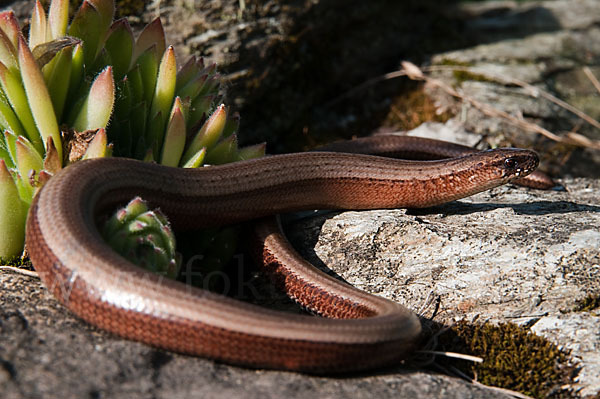 Blindschleiche (Anguis fragilis)