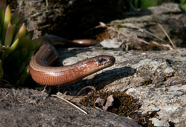 Blindschleiche (Anguis fragilis)