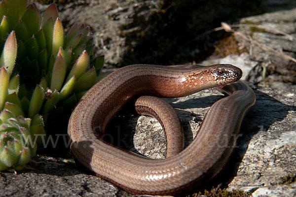 Blindschleiche (Anguis fragilis)