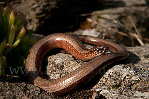 Blindschleiche (Anguis fragilis)