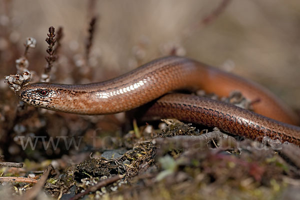 Blindschleiche (Anguis fragilis)