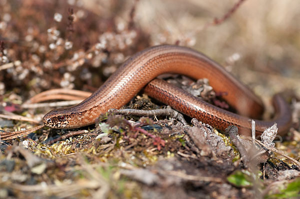 Blindschleiche (Anguis fragilis)