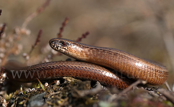 Blindschleiche (Anguis fragilis)