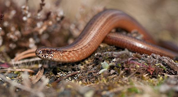 Blindschleiche (Anguis fragilis)