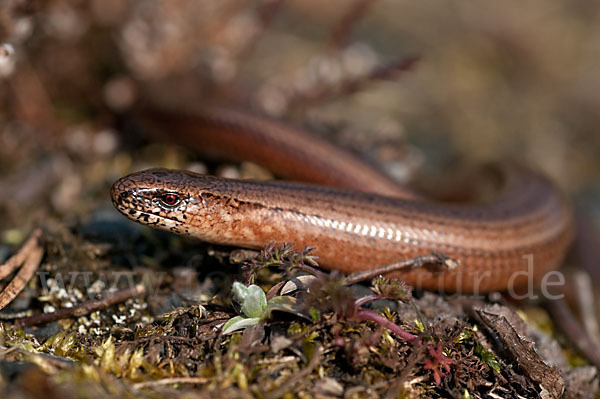 Blindschleiche (Anguis fragilis)