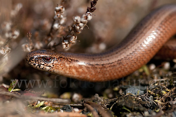 Blindschleiche (Anguis fragilis)