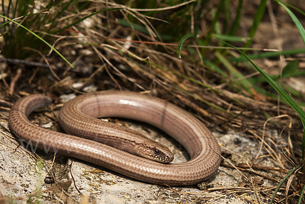 Blindschleiche (Anguis fragilis)