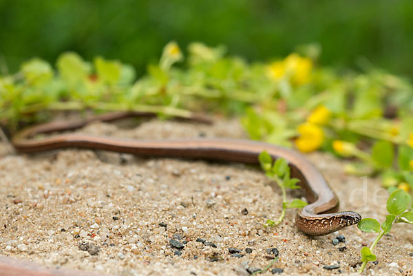 Blindschleiche (Anguis fragilis)