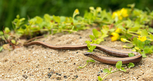 Blindschleiche (Anguis fragilis)