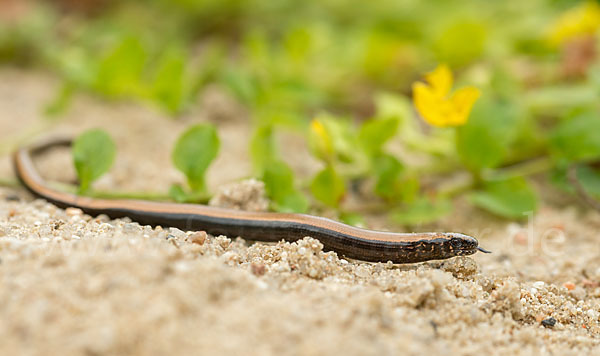 Blindschleiche (Anguis fragilis)