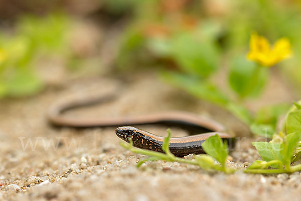 Blindschleiche (Anguis fragilis)