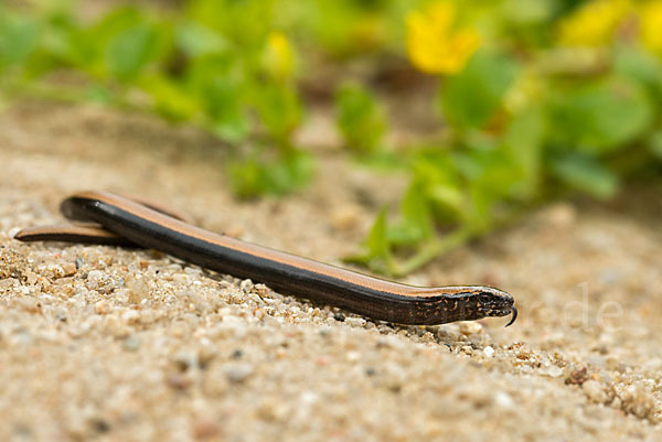 Blindschleiche (Anguis fragilis)