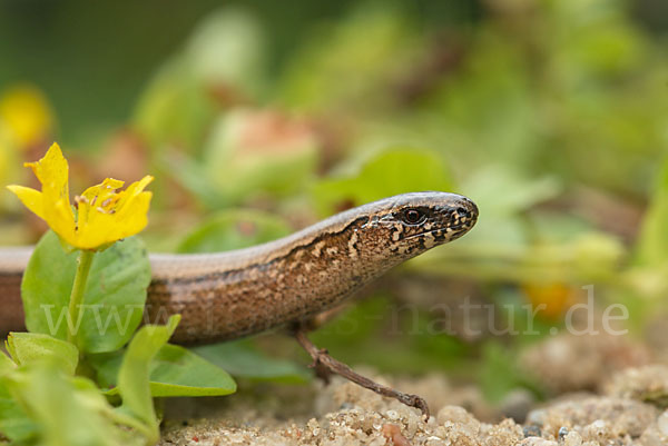 Blindschleiche (Anguis fragilis)