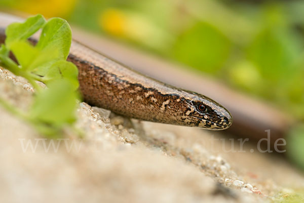 Blindschleiche (Anguis fragilis)