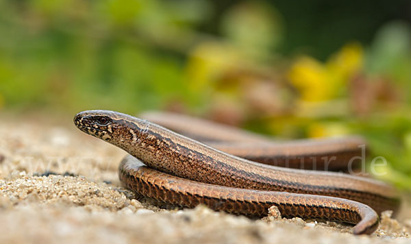 Blindschleiche (Anguis fragilis)