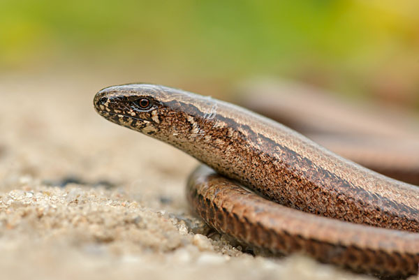 Blindschleiche (Anguis fragilis)