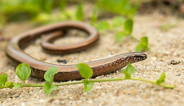 Blindschleiche (Anguis fragilis)