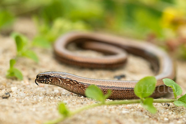 Blindschleiche (Anguis fragilis)