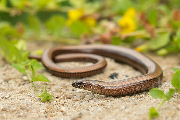 Blindschleiche (Anguis fragilis)