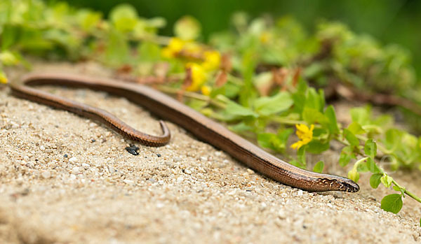 Blindschleiche (Anguis fragilis)