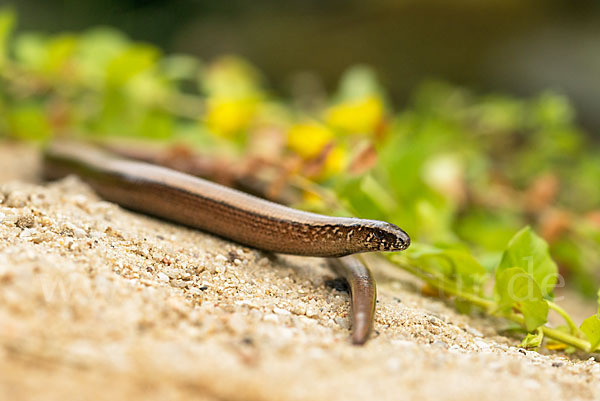 Blindschleiche (Anguis fragilis)