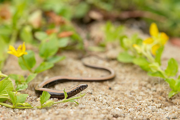 Blindschleiche (Anguis fragilis)