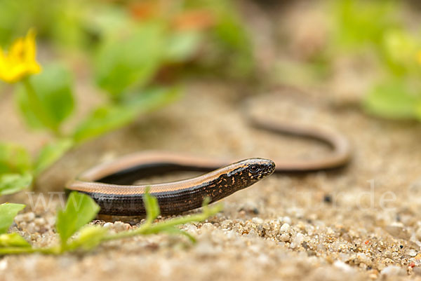 Blindschleiche (Anguis fragilis)