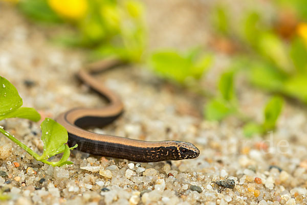 Blindschleiche (Anguis fragilis)