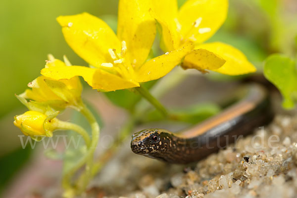 Blindschleiche (Anguis fragilis)