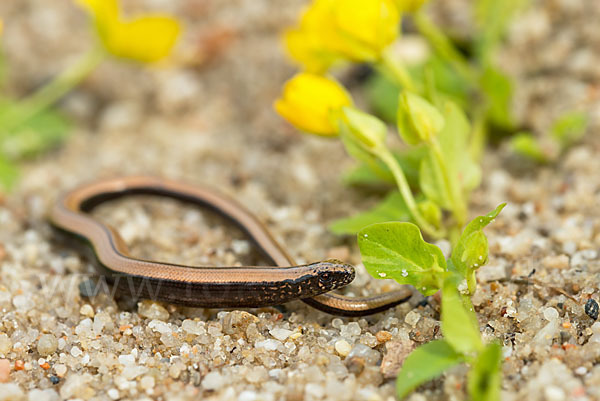 Blindschleiche (Anguis fragilis)