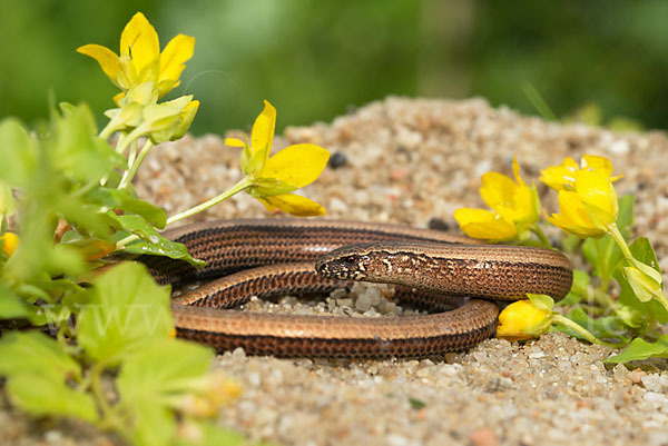 Blindschleiche (Anguis fragilis)