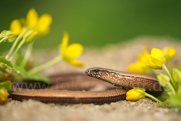 Blindschleiche (Anguis fragilis)