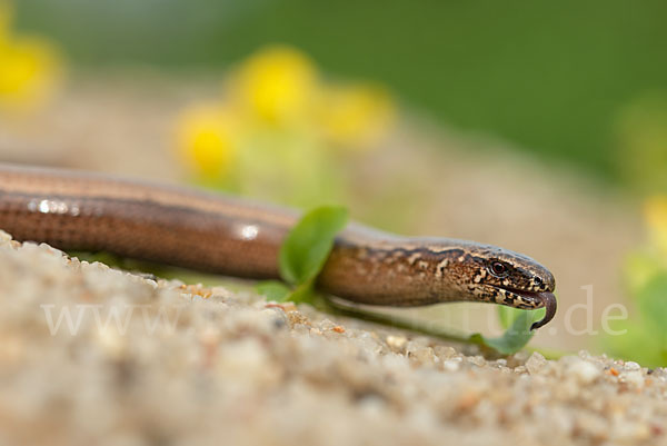 Blindschleiche (Anguis fragilis)