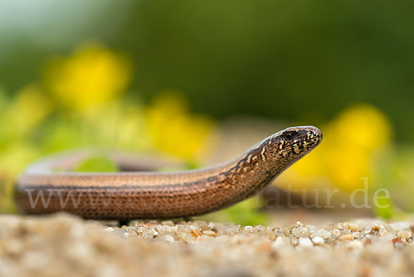 Blindschleiche (Anguis fragilis)