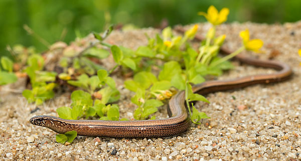 Blindschleiche (Anguis fragilis)