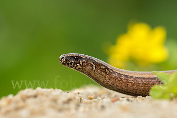 Blindschleiche (Anguis fragilis)