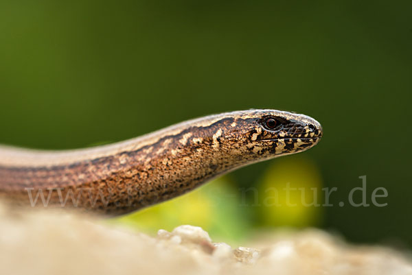 Blindschleiche (Anguis fragilis)