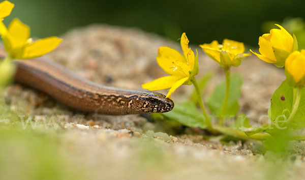 Blindschleiche (Anguis fragilis)