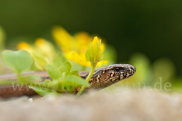 Blindschleiche (Anguis fragilis)