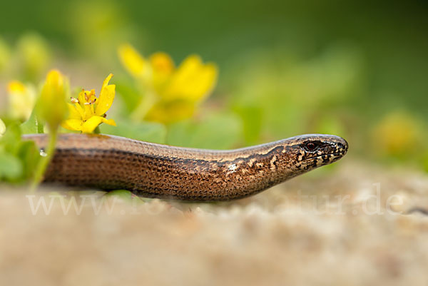 Blindschleiche (Anguis fragilis)