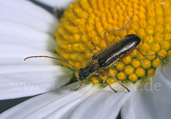 Blütenbock spec.1 (Grammoptera ustulata)