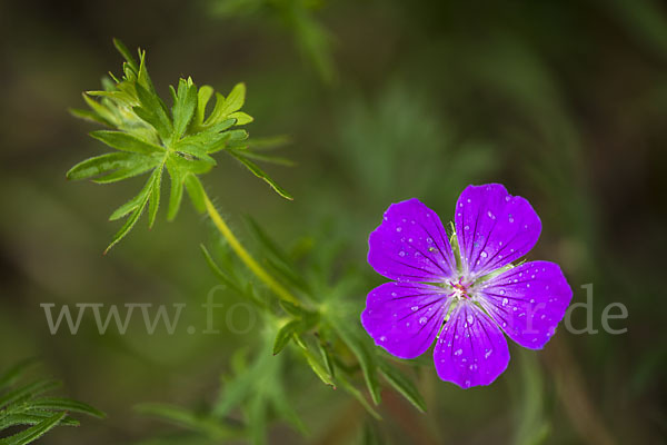 Blut-Storchschnabel (Geranium sanguineum)