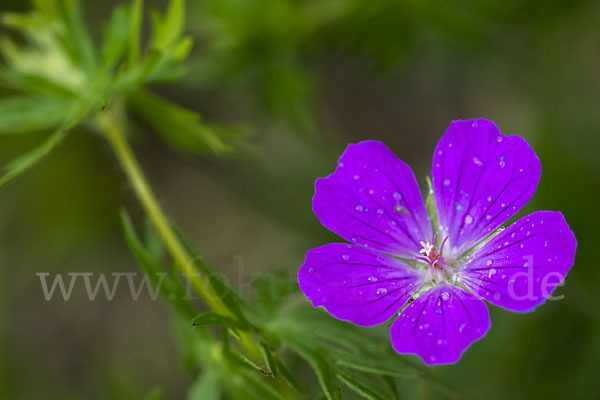 Blut-Storchschnabel (Geranium sanguineum)