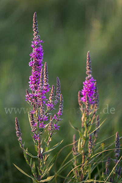 Blut-Weiderich (Lythrum salicaria)