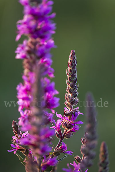 Blut-Weiderich (Lythrum salicaria)