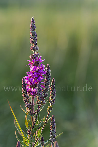 Blut-Weiderich (Lythrum salicaria)