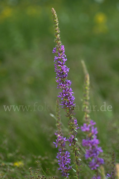 Blut-Weiderich (Lythrum salicaria)