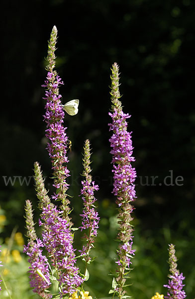 Blut-Weiderich (Lythrum salicaria)