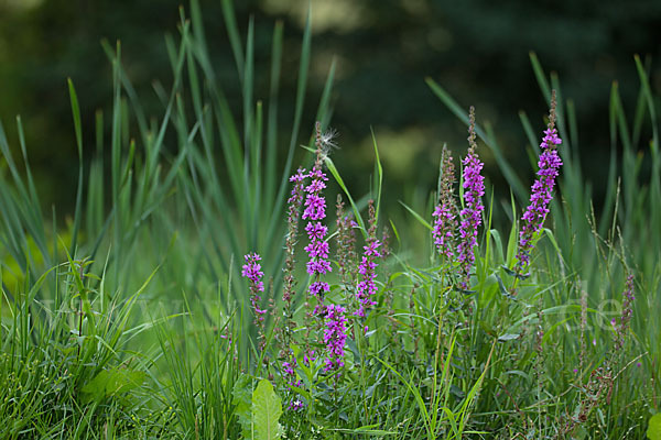 Blut-Weiderich (Lythrum salicaria)