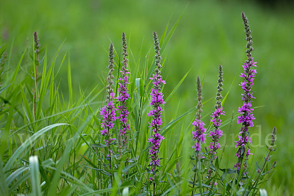 Blut-Weiderich (Lythrum salicaria)